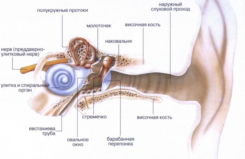 Анатомия уха Анатомия уха