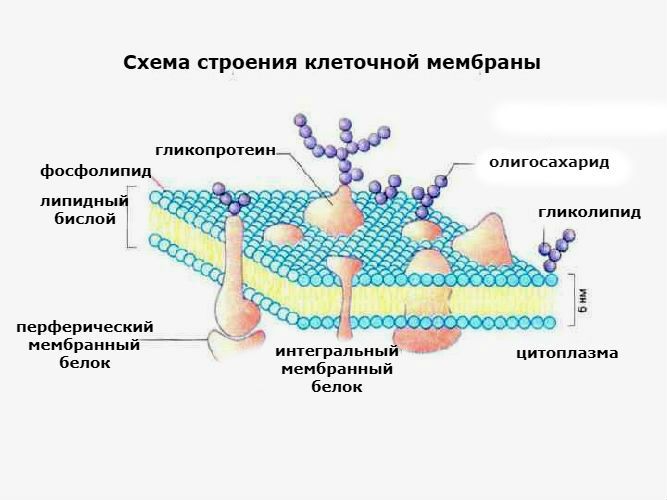 antitela_k_fosfolipidam_membrana Анализ крови по антифосфолипидному синдрому